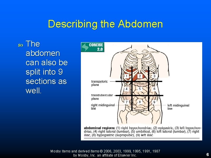 Describing the Abdomen The abdomen can also be split into 9 sections as well. Describing the Abdomen The abdomen can also be split into 9 sections as well.