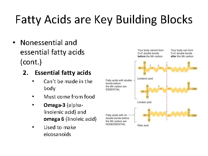 Fatty Acids are Key Building Blocks • Nonessential and essential fatty acids (cont. )