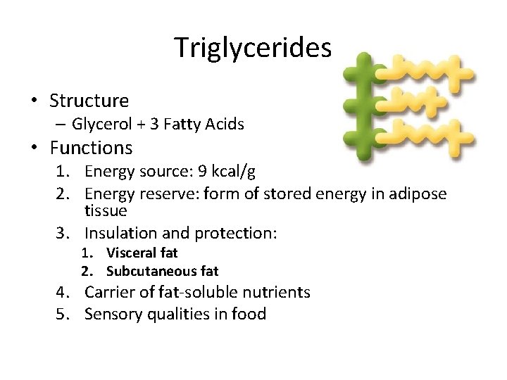Triglycerides • Structure – Glycerol + 3 Fatty Acids • Functions 1. Energy source: