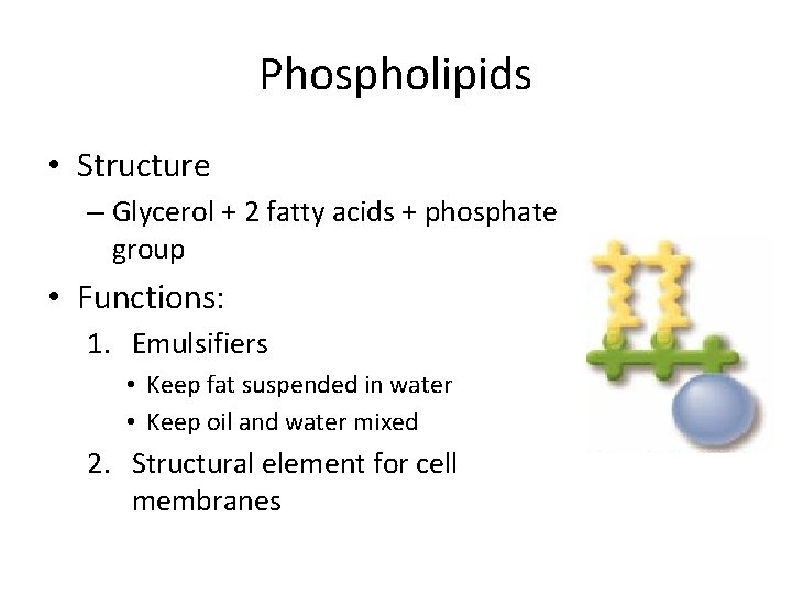 Phospholipids • Structure – Glycerol + 2 fatty acids + phosphate group • Functions: