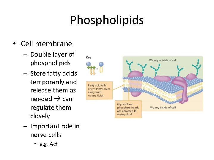 Phospholipids • Cell membrane – Double layer of phospholipids – Store fatty acids temporarily