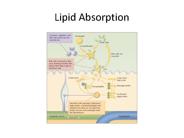 Lipid Absorption 