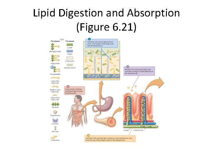 Lipid Digestion and Absorption (Figure 6. 21) 