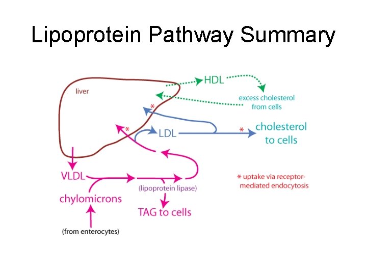 Lipoprotein Pathway Summary 
