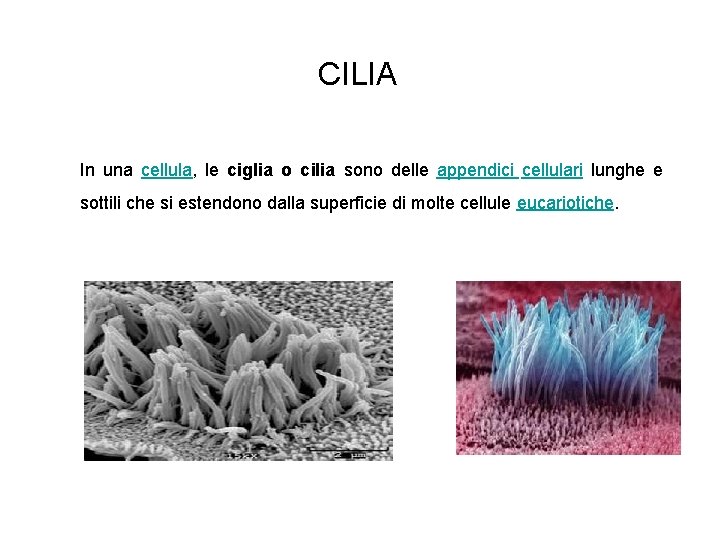 CILIA In una cellula, le ciglia o cilia sono delle appendici cellulari lunghe e