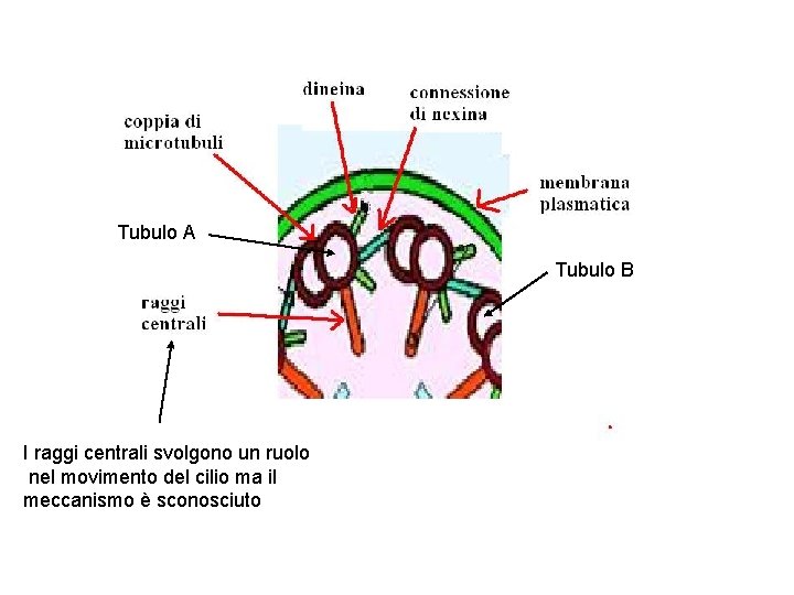 Tubulo A Tubulo B I raggi centrali svolgono un ruolo nel movimento del cilio