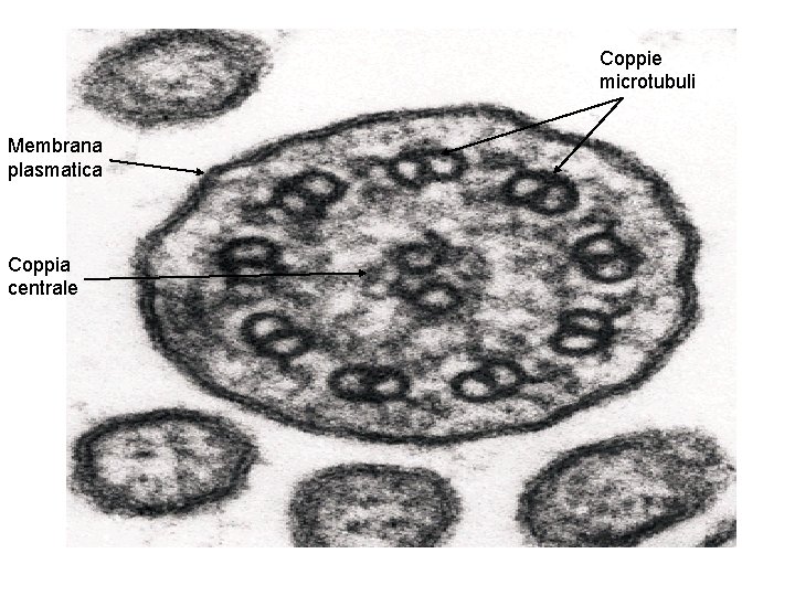 Coppie microtubuli Membrana plasmatica Coppia centrale 