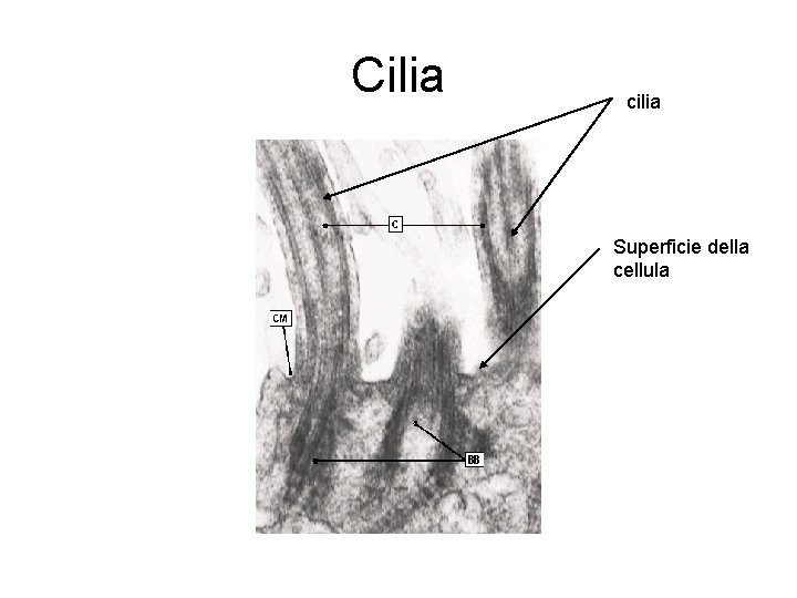 Cilia cilia Superficie della cellula 