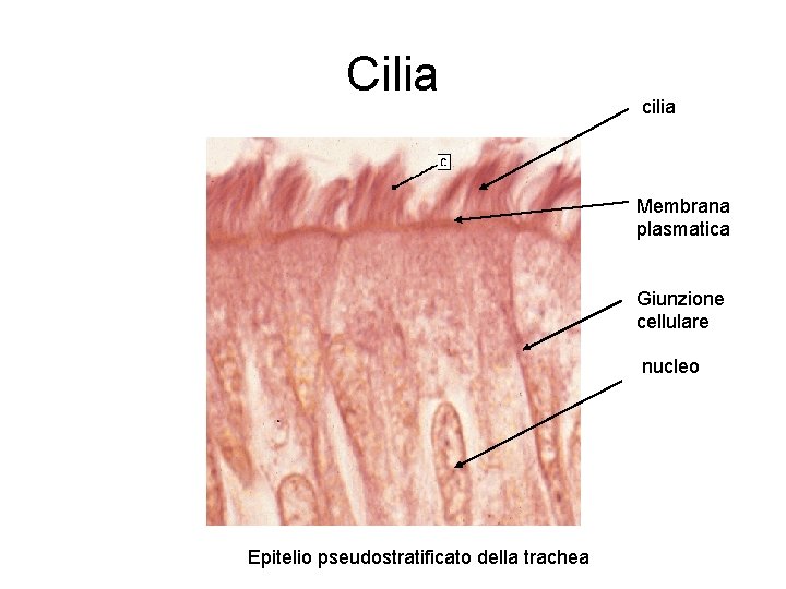 Cilia cilia Membrana plasmatica Giunzione cellulare nucleo Epitelio pseudostratificato della trachea 