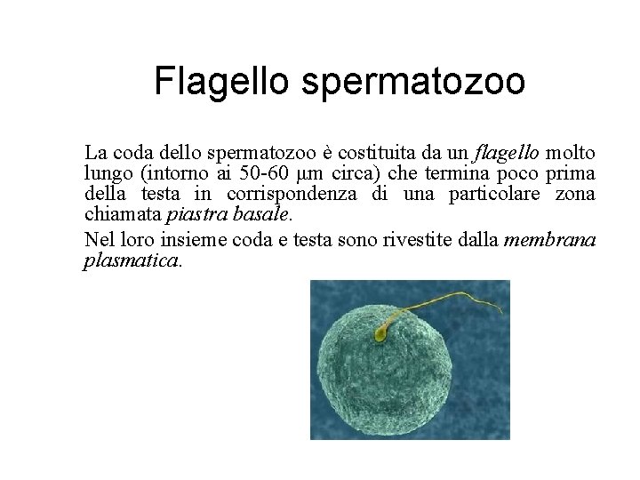 Flagello spermatozoo La coda dello spermatozoo è costituita da un flagello molto lungo (intorno