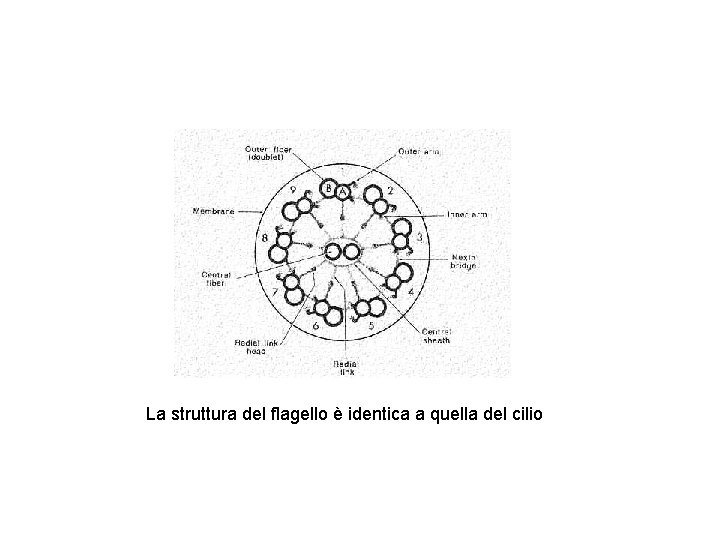 La struttura del flagello è identica a quella del cilio 