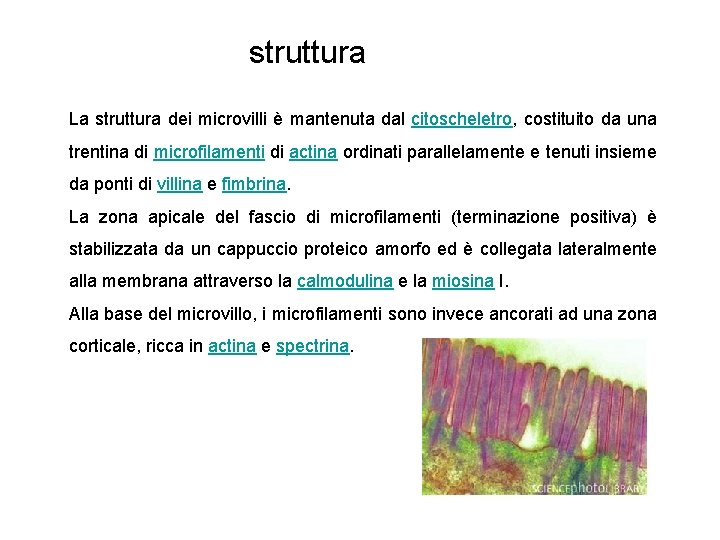 struttura La struttura dei microvilli è mantenuta dal citoscheletro, costituito da una trentina di