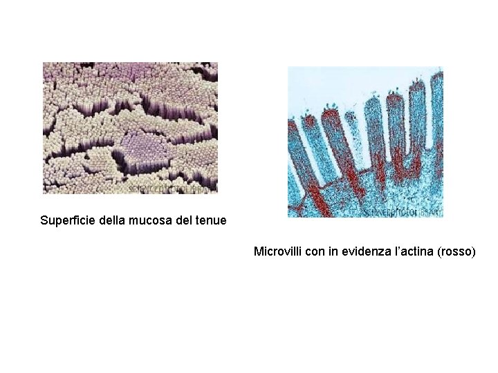 Superficie della mucosa del tenue Microvilli con in evidenza l’actina (rosso) 