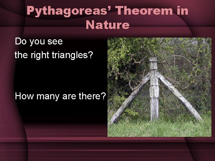 Pythagoreas’ Theorem in Nature Do you see the right triangles? How many are there?