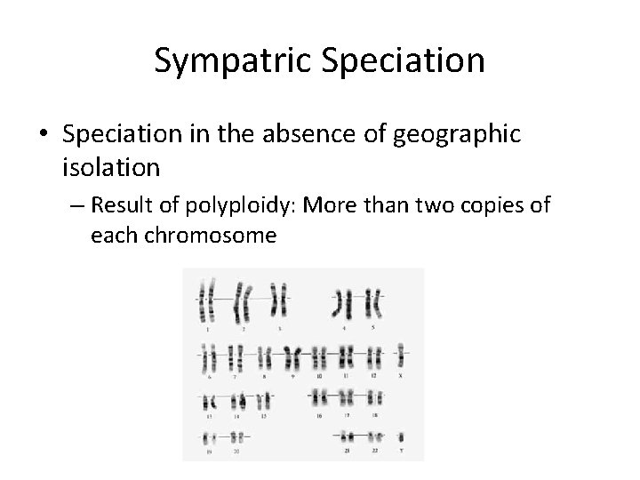 Sympatric Speciation • Speciation in the absence of geographic isolation – Result of polyploidy: