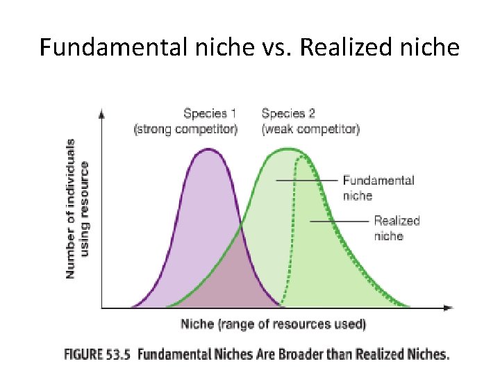 Fundamental niche vs. Realized niche 