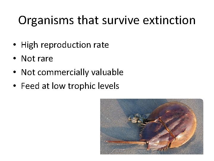 Organisms that survive extinction • • High reproduction rate Not rare Not commercially valuable