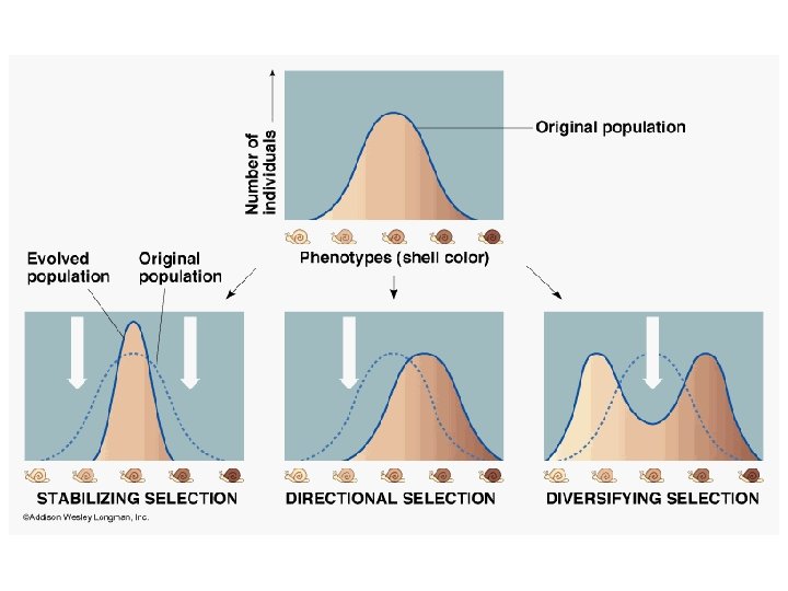 Jellybean Evolution Lab 