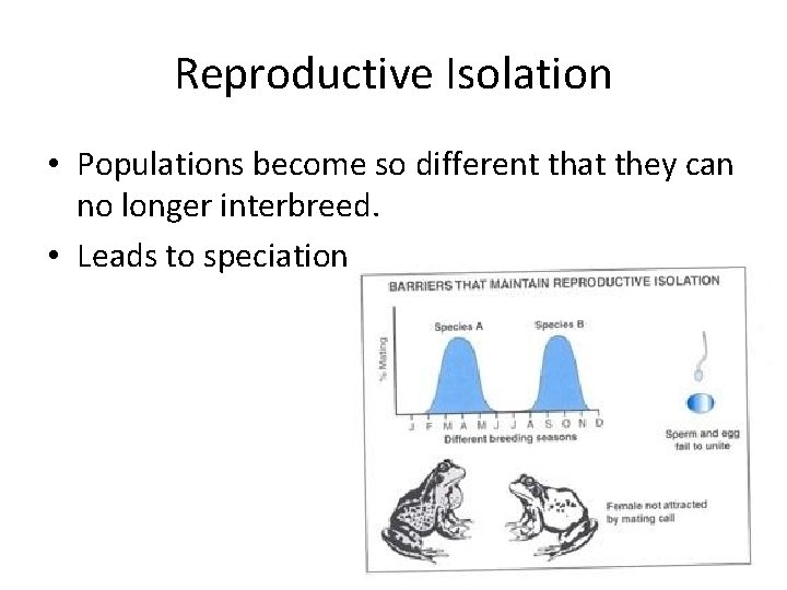 Reproductive Isolation • Populations become so different that they can no longer interbreed. •
