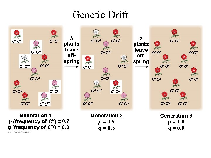 Genetic Drift CRCR CRCW CW CW CRCR 5 plants leave offspring CW CW CRCR