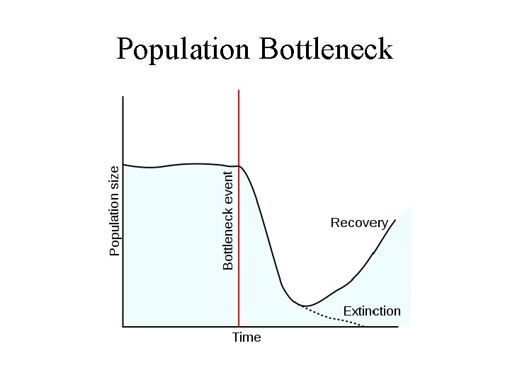 Population Bottleneck 
