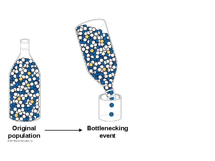 Original population Bottlenecking event 