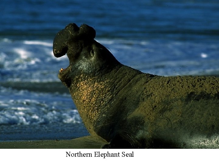 Northern Elephant Seal 