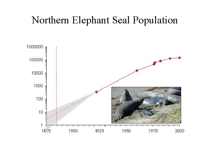 Northern Elephant Seal Population 