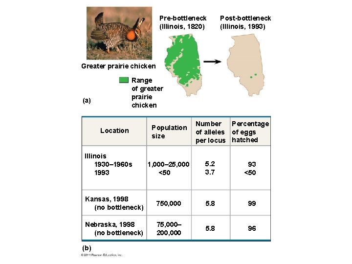 Pre-bottleneck (Illinois, 1820) Post-bottleneck (Illinois, 1993) Greater prairie chicken Range of greater prairie chicken