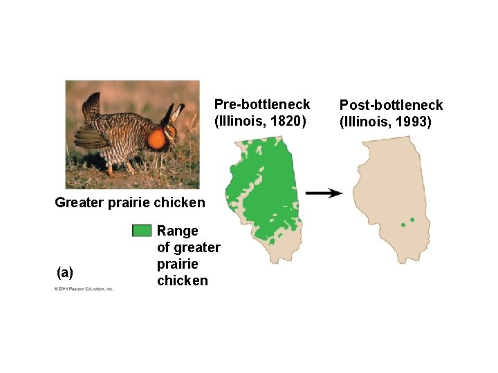 Pre-bottleneck (Illinois, 1820) Greater prairie chicken (a) Range of greater prairie chicken Post-bottleneck (Illinois,