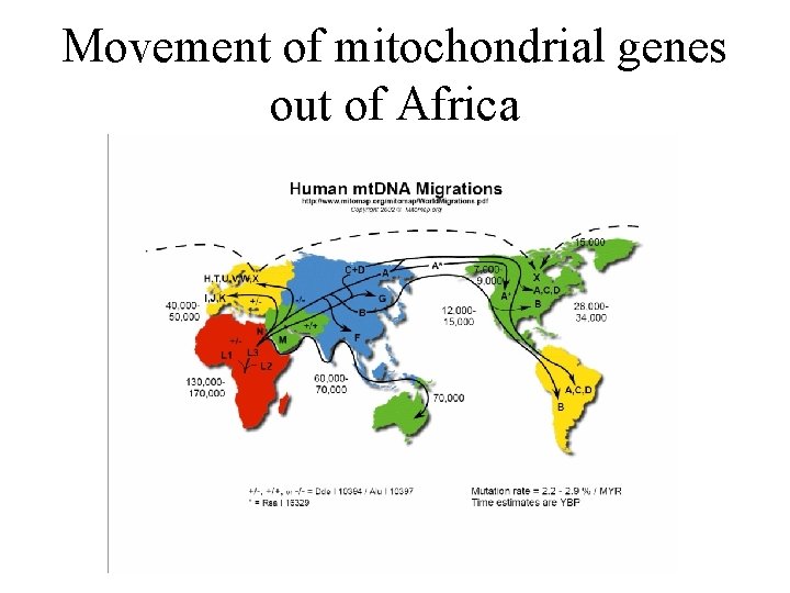 Movement of mitochondrial genes out of Africa 