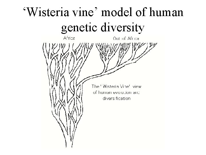 ‘Wisteria vine’ model of human genetic diversity 