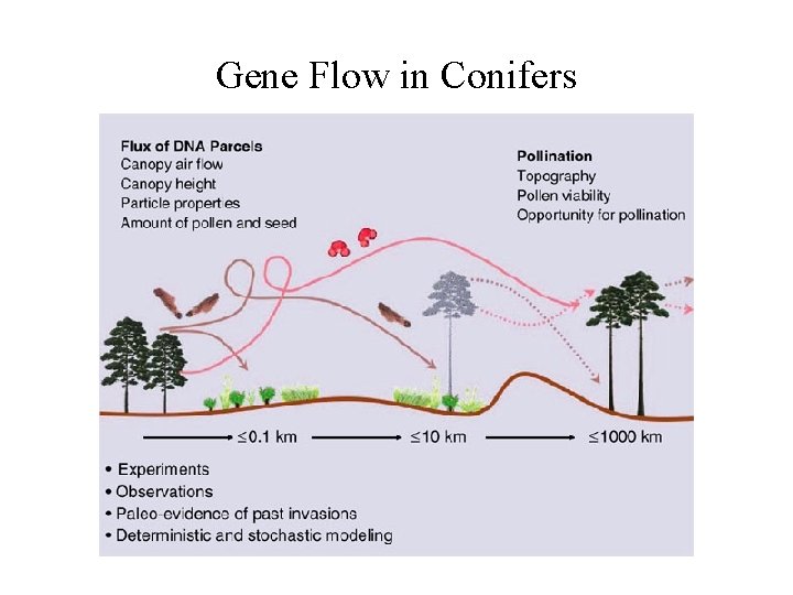 Gene Flow in Conifers 