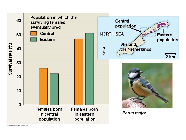 60 Survival rate (%) 50 Population in which the surviving females eventually bred Central