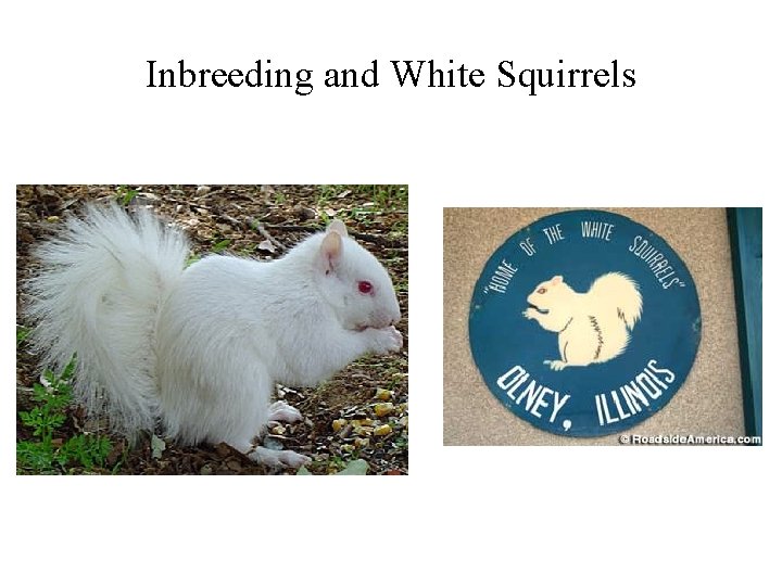 Inbreeding and White Squirrels 