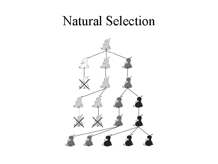 Natural Selection 