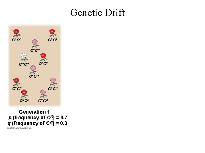 Genetic Drift CRCR CRCW CW CW CRCR CRCW Generation 1 p (frequency of CR)