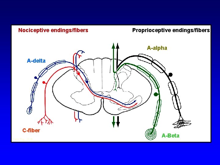 Nociceptive endings/fibers Proprioceptive endings/fibers A-alpha A-delta C-fiber Text Fig. 17 -5 A-Beta 