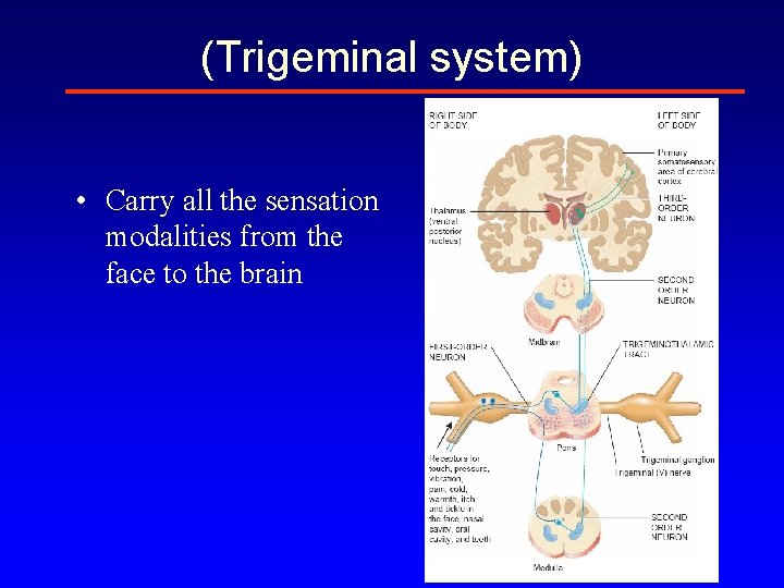 (Trigeminal system) • Carry all the sensation modalities from the face to the brain