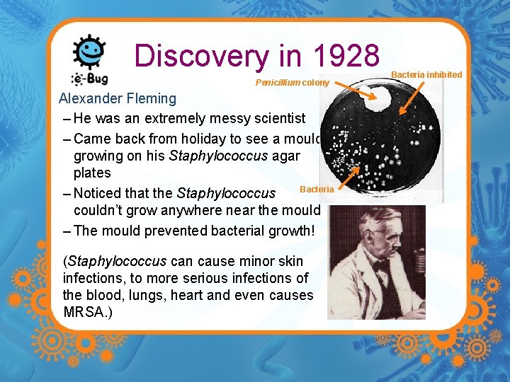 Discovery in 1928 Penicillium colony Alexander Fleming – He was an extremely messy scientist