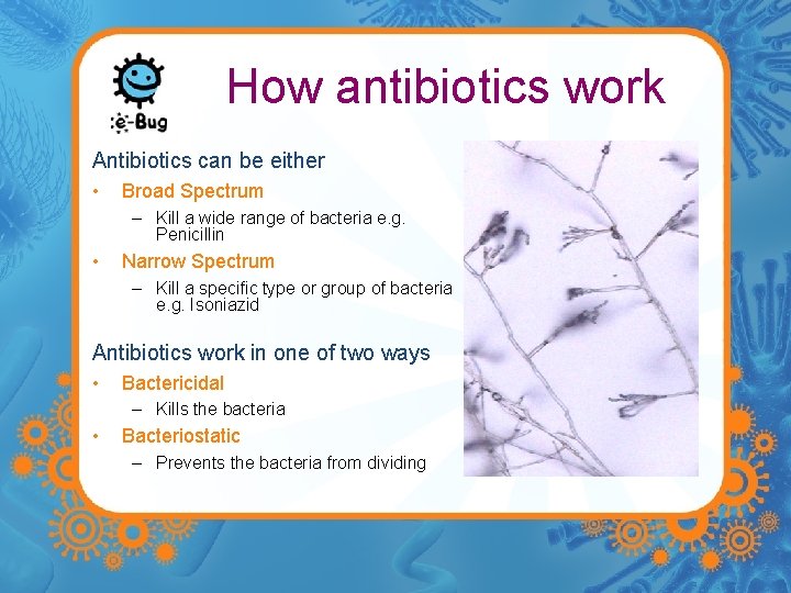 How antibiotics work Antibiotics can be either • Broad Spectrum – Kill a wide