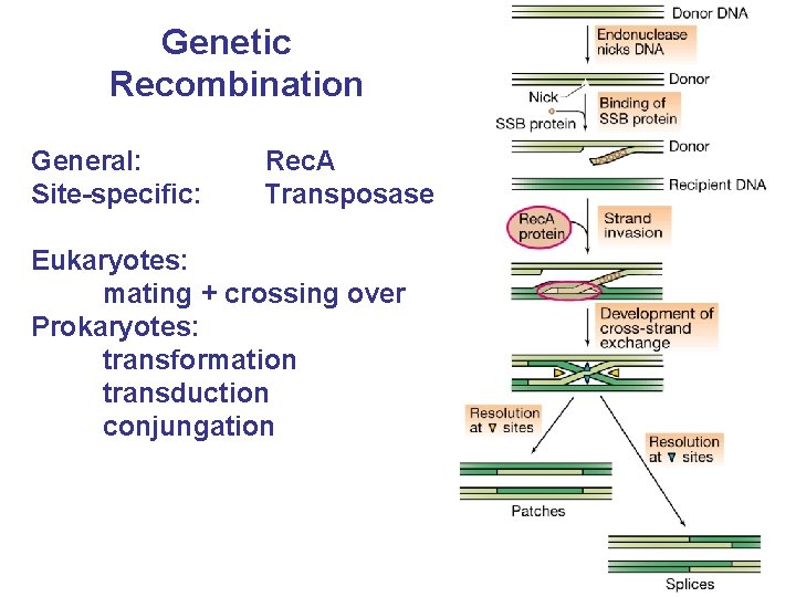 Genetic Recombination General: Site-specific: Rec. A Transposase Eukaryotes: mating + crossing over Prokaryotes: transformation