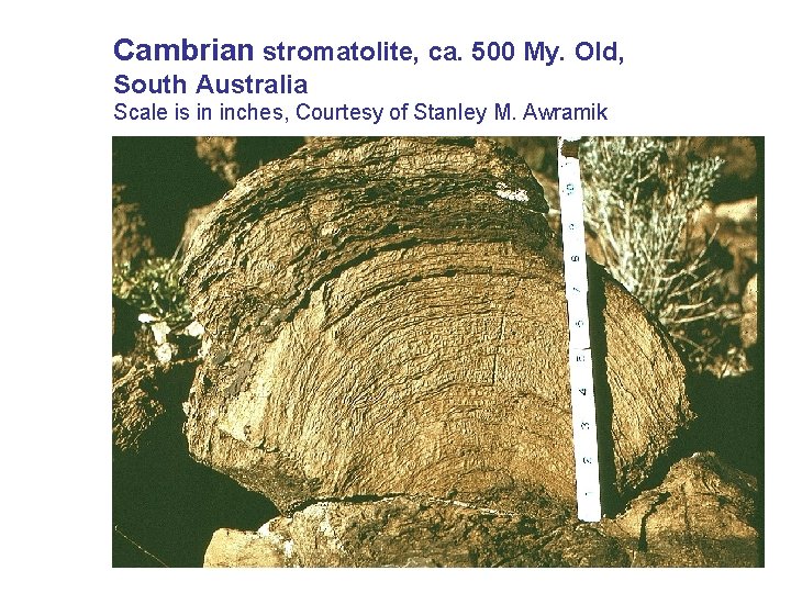 Cambrian stromatolite, ca. 500 My. Old, South Australia Scale is in inches, Courtesy of