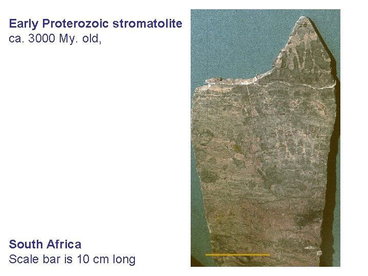 Early Proterozoic stromatolite ca. 3000 My. old, South Africa Scale bar is 10 cm