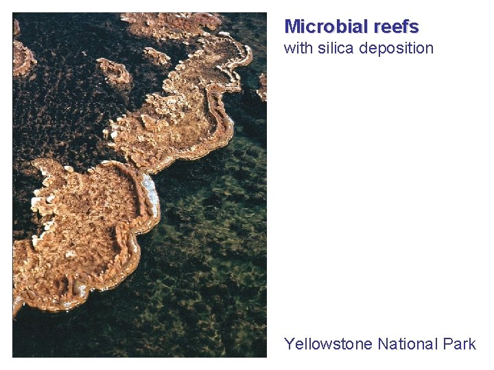 Microbial reefs with silica deposition Yellowstone National Park 