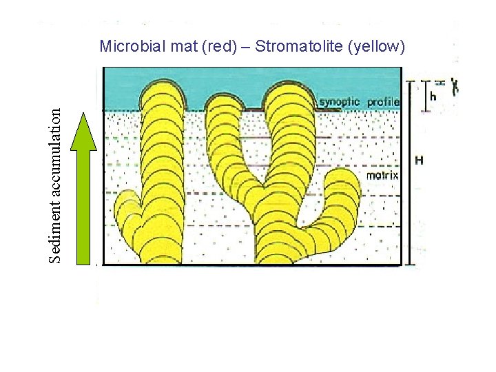 Sediment accumulation Microbial mat (red) – Stromatolite (yellow) 