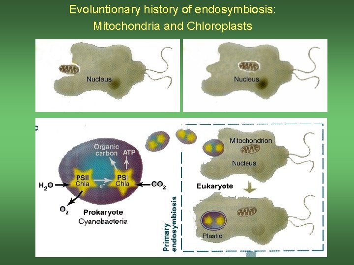 Evoluntionary history of endosymbiosis: Mitochondria and Chloroplasts 