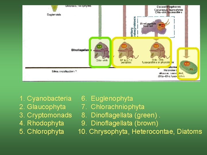 1. Cyanobacteria 6. Euglenophyta 2. Glaucophyta 7. Chlorachniophyta 3. Cryptomonads 8. Dinoflagellata (green). 4.
