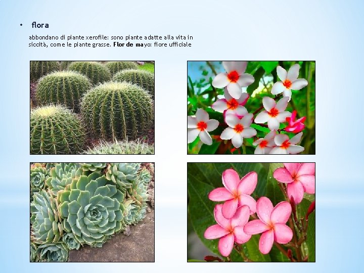 • flora abbondano di piante xerofile: sono piante adatte alla vita in siccità,