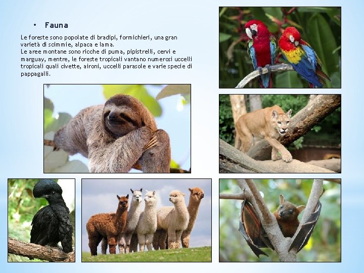  • Fauna Le foreste sono popolate di bradipi, formichieri, una gran varietà di